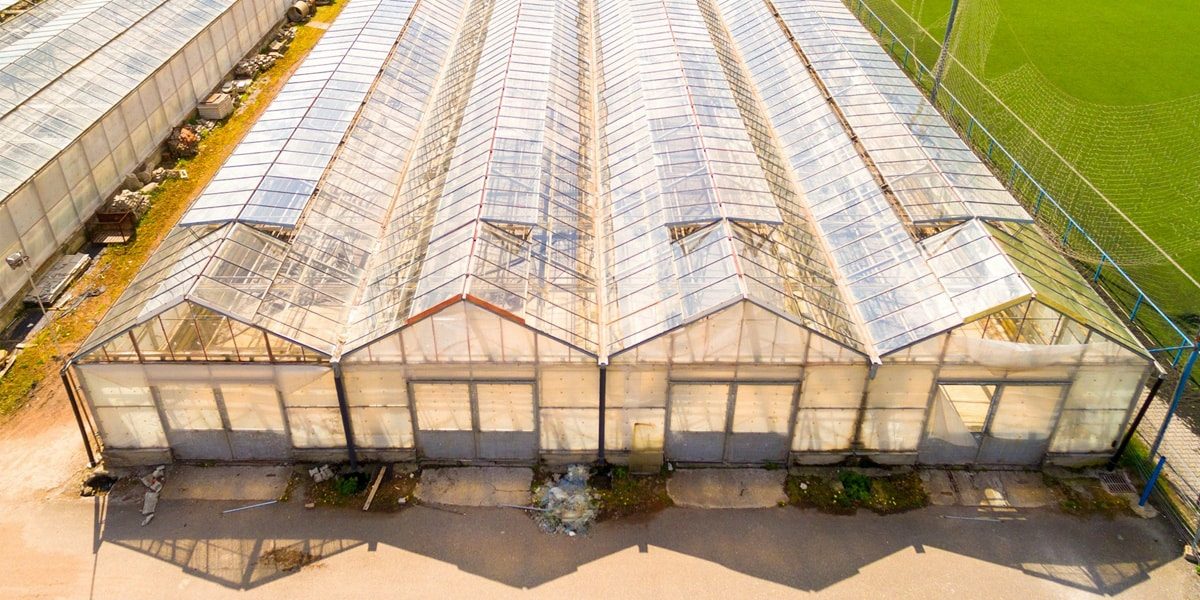 Innovative Breakthroughs in Plant Biomass Conversion: Paving the Way for a Sustainable Future