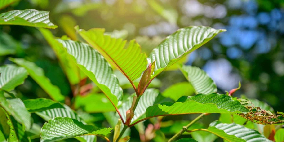 Types of Kratom: Guide To Kratom Strains