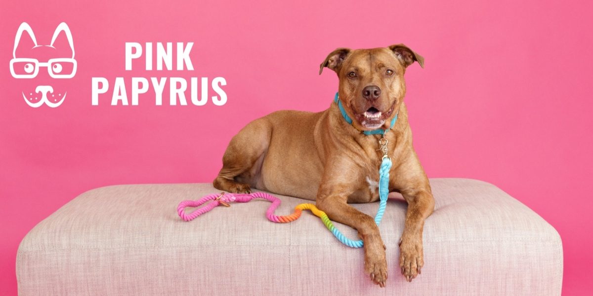 Stylish Walks Start with Cute Dog Collars: How Pink Papyrus is Elevating Dog Accessories