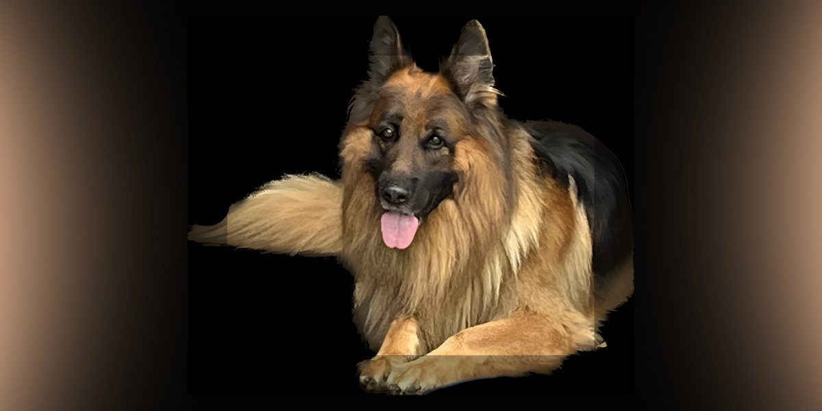 Finding Joy in the Quiet: How Buddy the Dog Taught Us Resilience