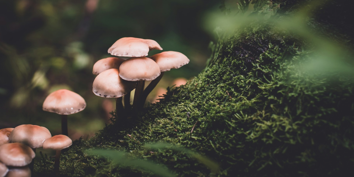 Navigating the Wilderness: The Importance of Identifying Edible Mushrooms While Hiking