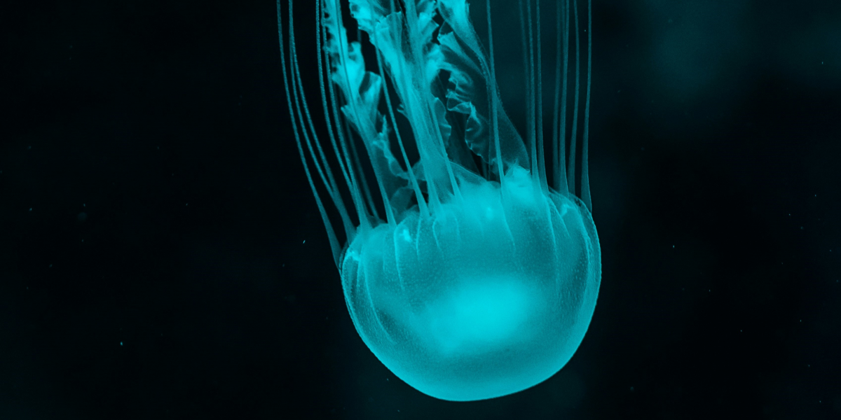 The Evolution of the Jellyfish: A Journey Through Time